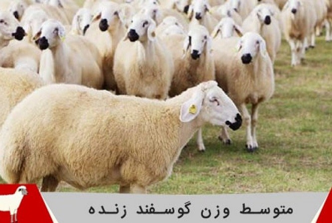 گوسفند و دام زنده